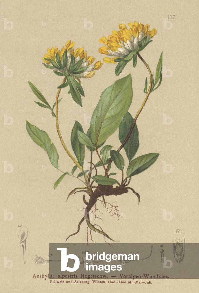 Kidney Vetch (Anthyllis alpestris by German Artist