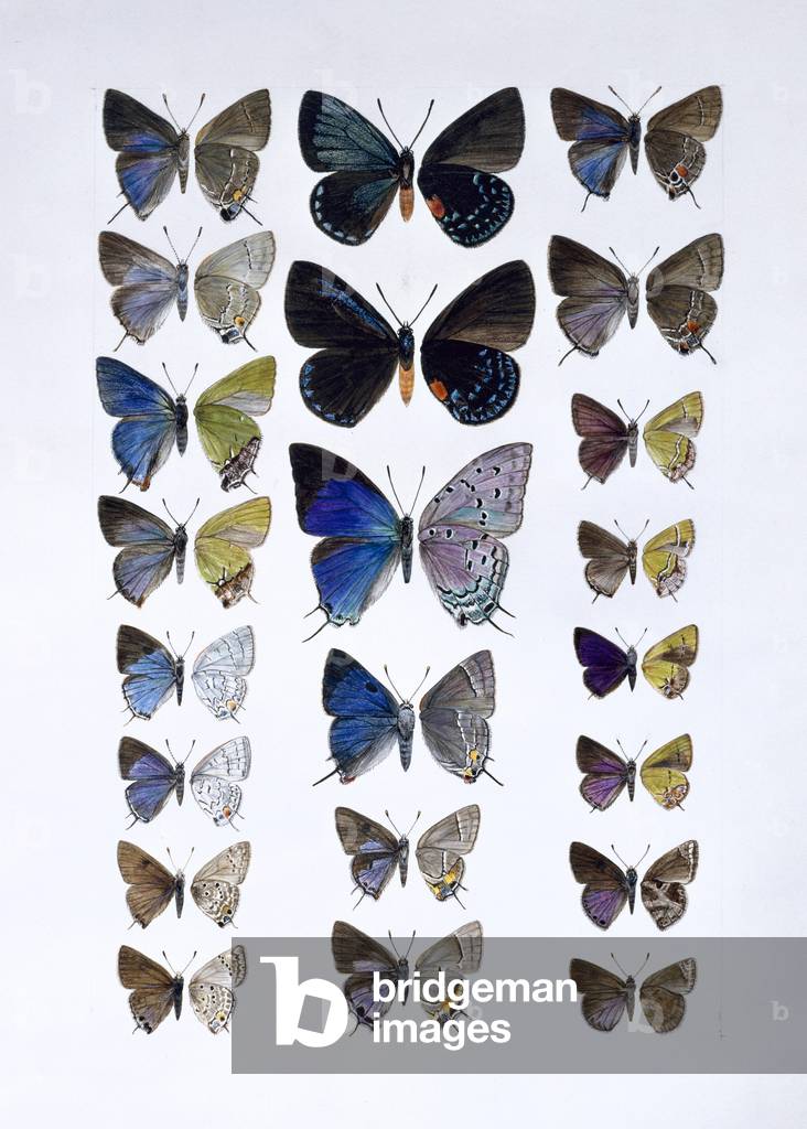 "Lycaenidae"