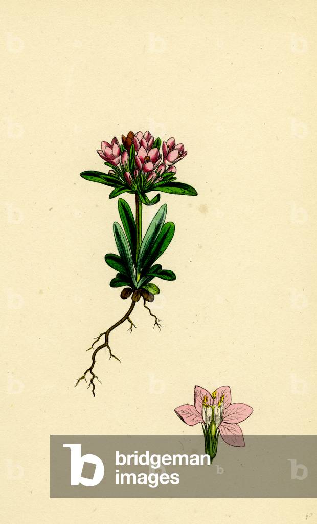 Bild von Gravur "Erythraea Littoralis Schmalblättrige Centaury"