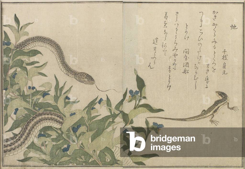"“Schlange und Eidechse”", 1788 von Utamaro Kitagawa, b/w