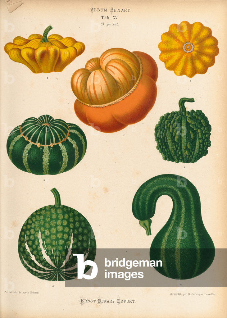 Image of Print depicting Ornamental gourds 1876 by Ernst Benary