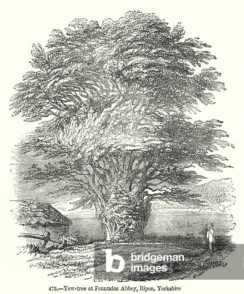 Yew-Tree at Fountains Abbey by English Artist, b/w