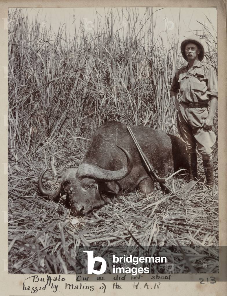 Image of Hunted buffalo, c.1910 (b/w photo) [2005/078/1/213]