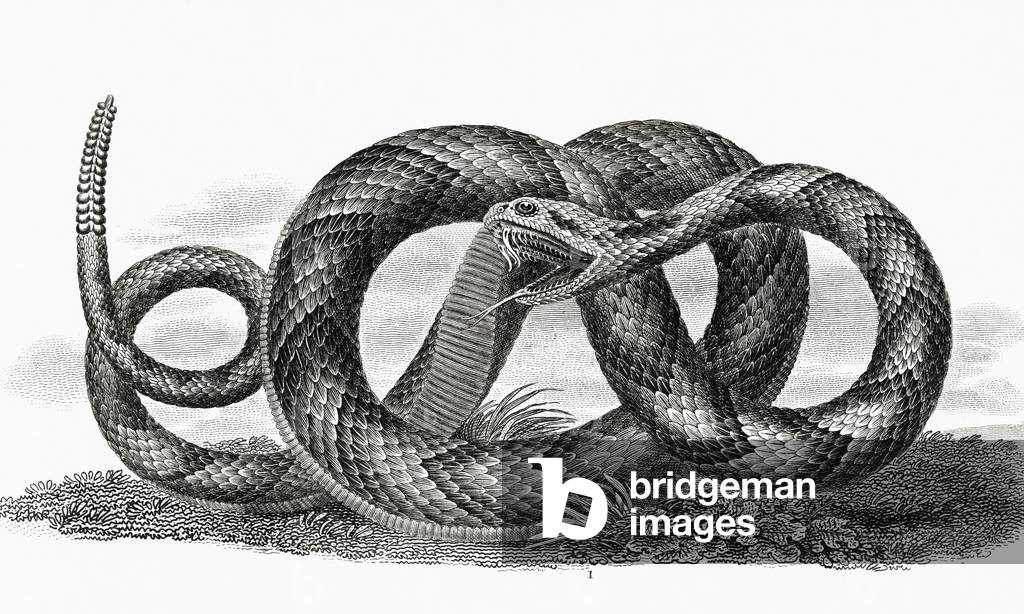 "Serpente a sonagli a banda" 1601