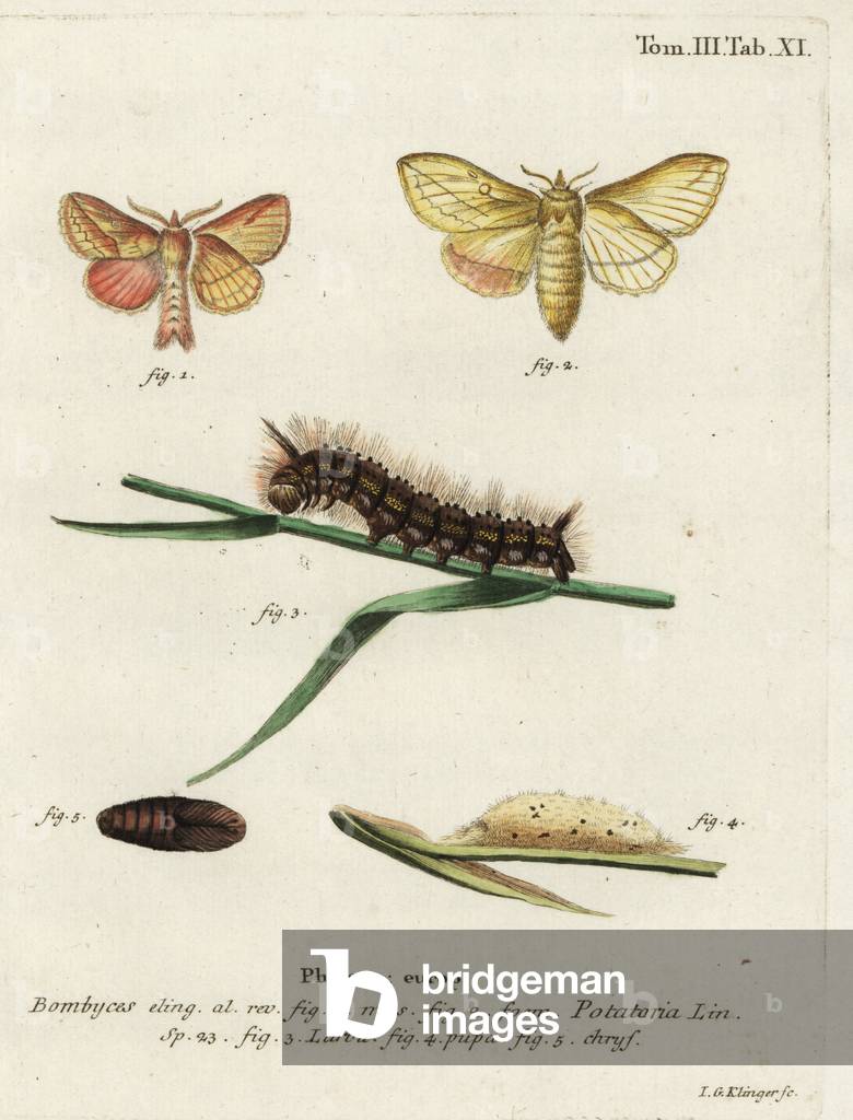 Falena bevitore, Euthrix Potatoria.