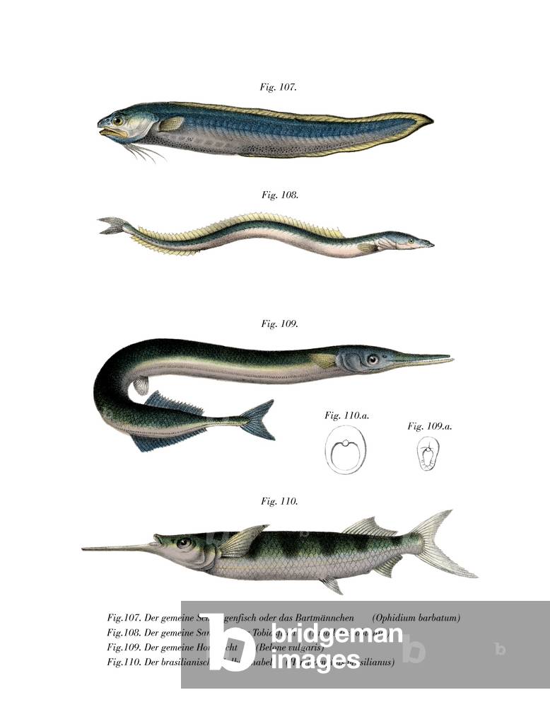 Snake Blenny (coloris litho), 1864 par German School
