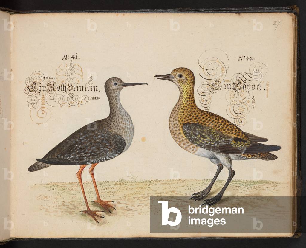 Bild von Manuskript "„Eine exakte natürliche Beschreibung und Abgrenzung der Wasservögel" 1653 von Leonhard Ba