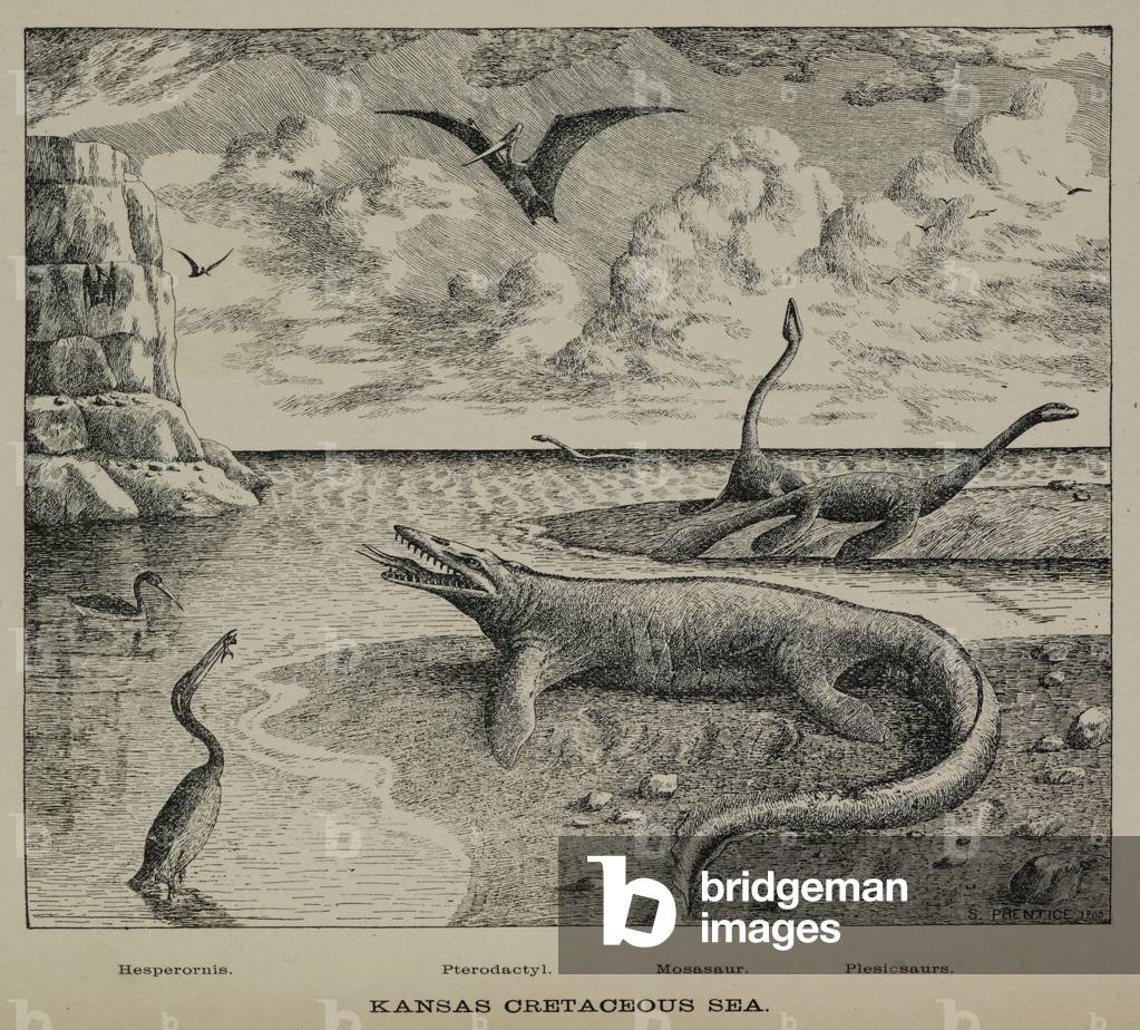 Kansas cretaceous sea.
Hesperonis. Pterodactyl. Mosasaur. Plesicsaurs.
