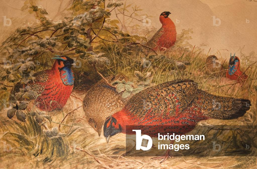 Immagine di Disegno "Tragopan cornuto (Ceriornis satyra)", c.1851-76 di Joseph Wolf, b/w