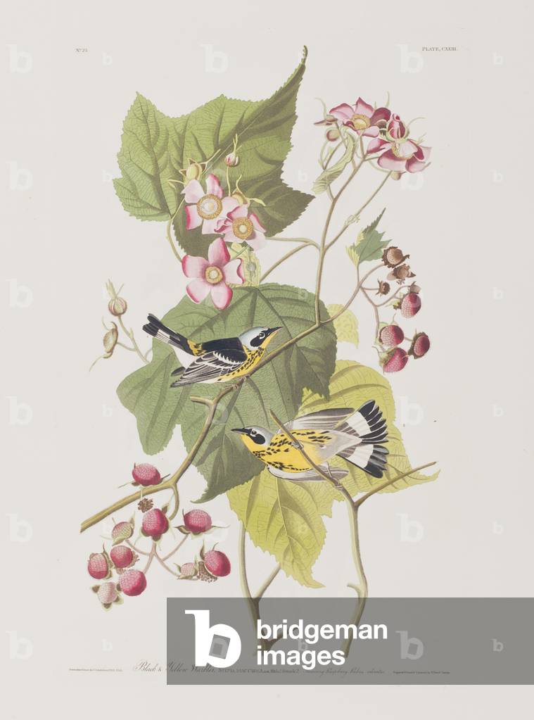 Image of Engraving depicting Illustration from 'Birds of America', 1827-38 by John James Audubon