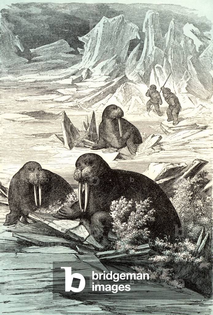 Hunting Walrus (Odobenus rosmarus)
