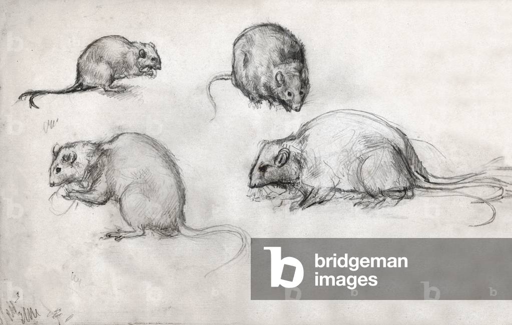 Image de Dessin représentant Etudes de rats. (dessin 1870 par Victor Bachereau-Reverchon