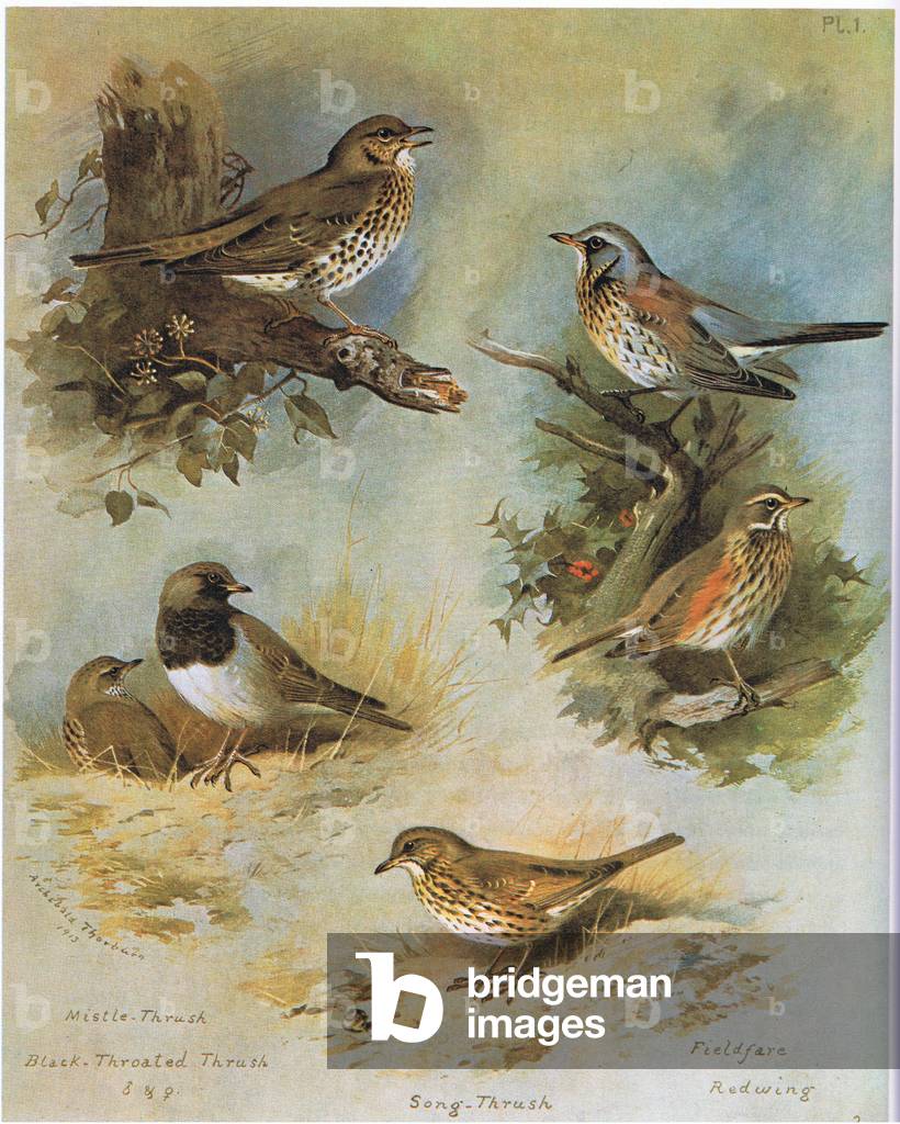 "Mistle Tordo" di Archibald Thorburn