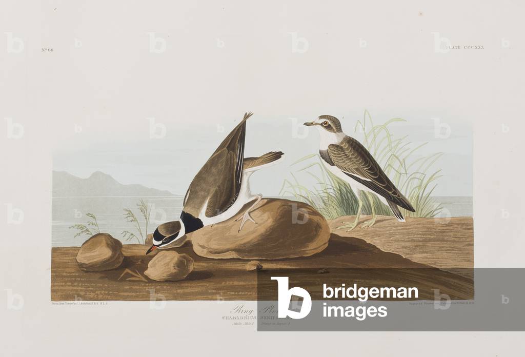 Bild von Gravur "Illustration von 'Birds of America'", 1827-38 von John James Audubon