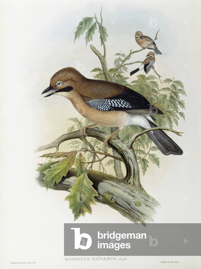Image of Print depicting Formosan Jay (lithograph) by John Gould