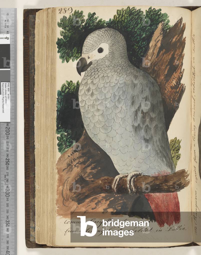 Seite 289. Graupapagei, kopiert von einem lebenden Vogel, ausgestellt in Dublin, 1810-17 (w/c & Manuskripttext