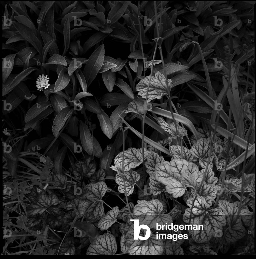 Secret Garden011, April 2021, (s/w Foto)
