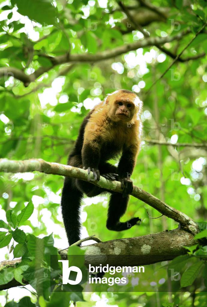 Una scimmia dalla faccia bianca, nella riserva naturale di Cabo Blanco di Absoluta, vicino a Montezuma, peniso