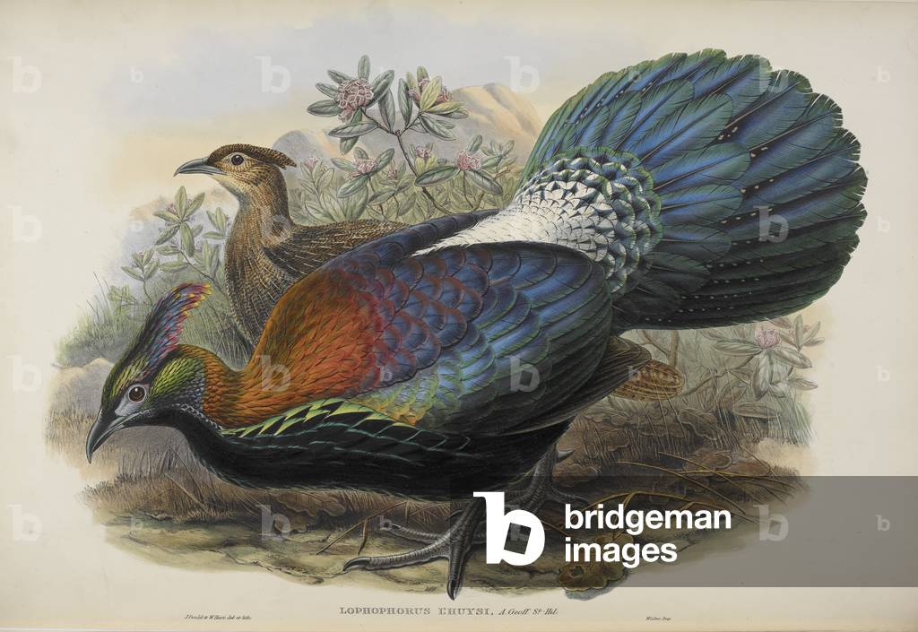 "Lophophorus l'huysi. Fagiano monal himalayano."