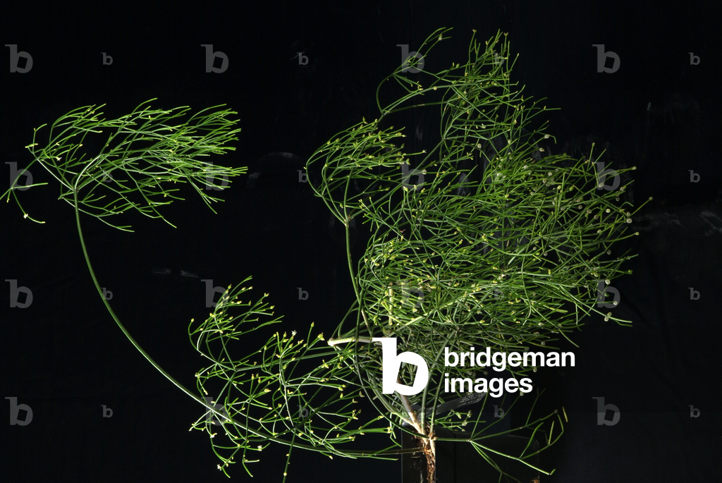 Bild von Fotografie "Rhipsalis baccifera 002" von Andrew McRobb