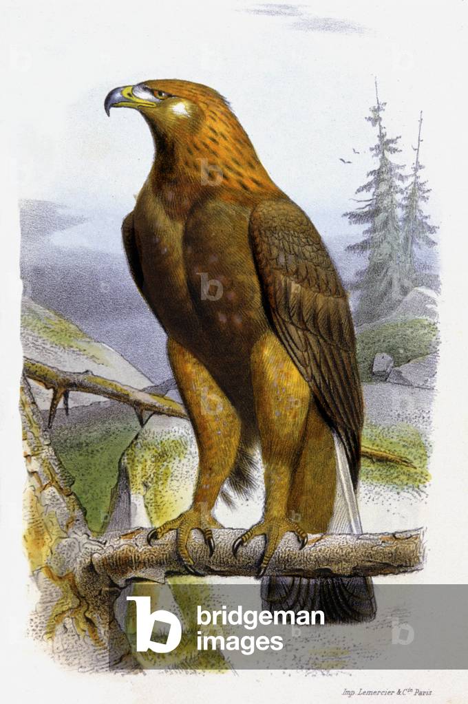L'aigle royal