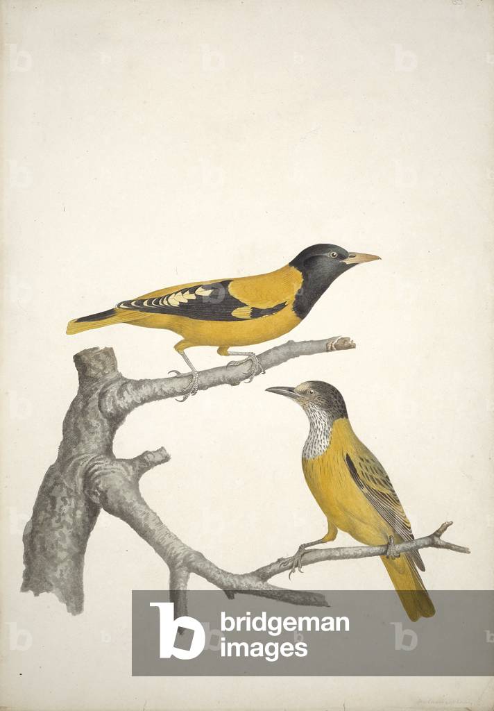 Immagine di Stampa "Oriolus xanthornus" di William MacGillivray, b/w