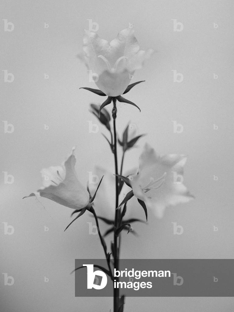 Amid the Flowers 43, 2021 (b/w photo)