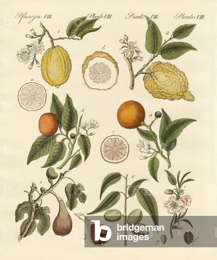 Frutti tropicali nobili (incisione colorata)