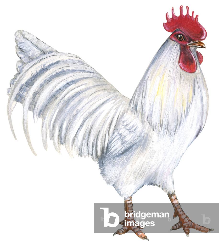 Coq d'ornement-leghorn blanc