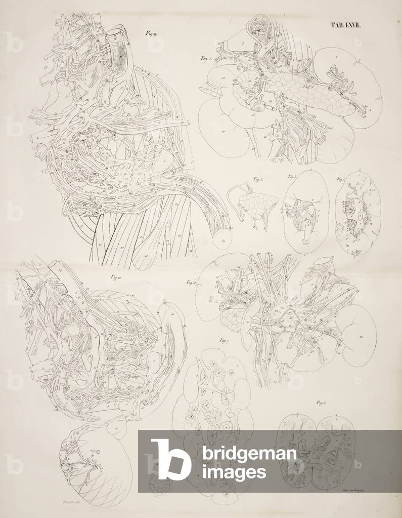 Anatomical drawing. Internal organs, b/w