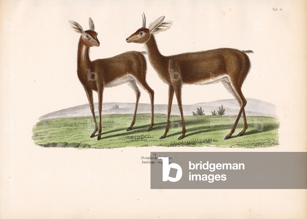 Steenbok, 1848 (litografia)