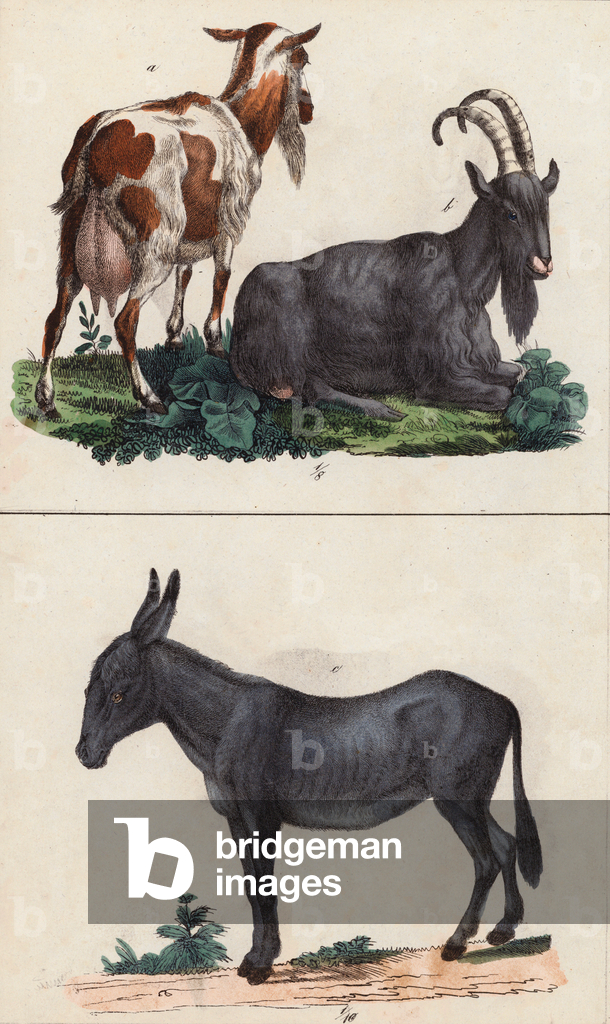 Bild von Druck "Ziegen und Esel (Farblitho)" 1801 von European School