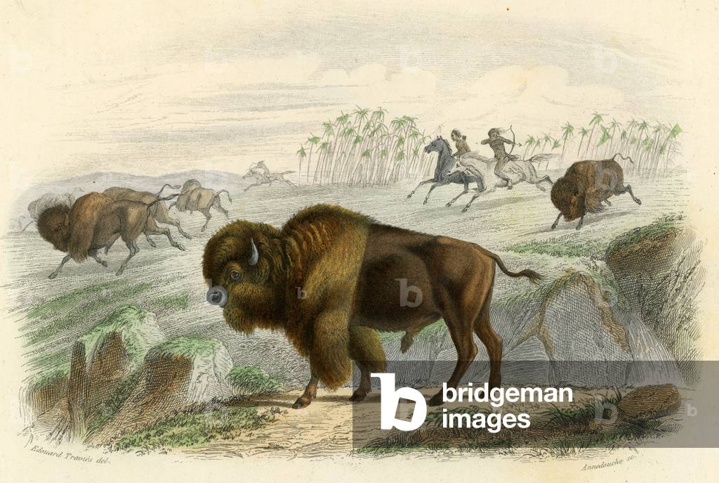 "Le Bison Gravur auf Stahl Aquarell Signatur Edouard Travies Tiermaler und Illustrator francais 1809 1876"