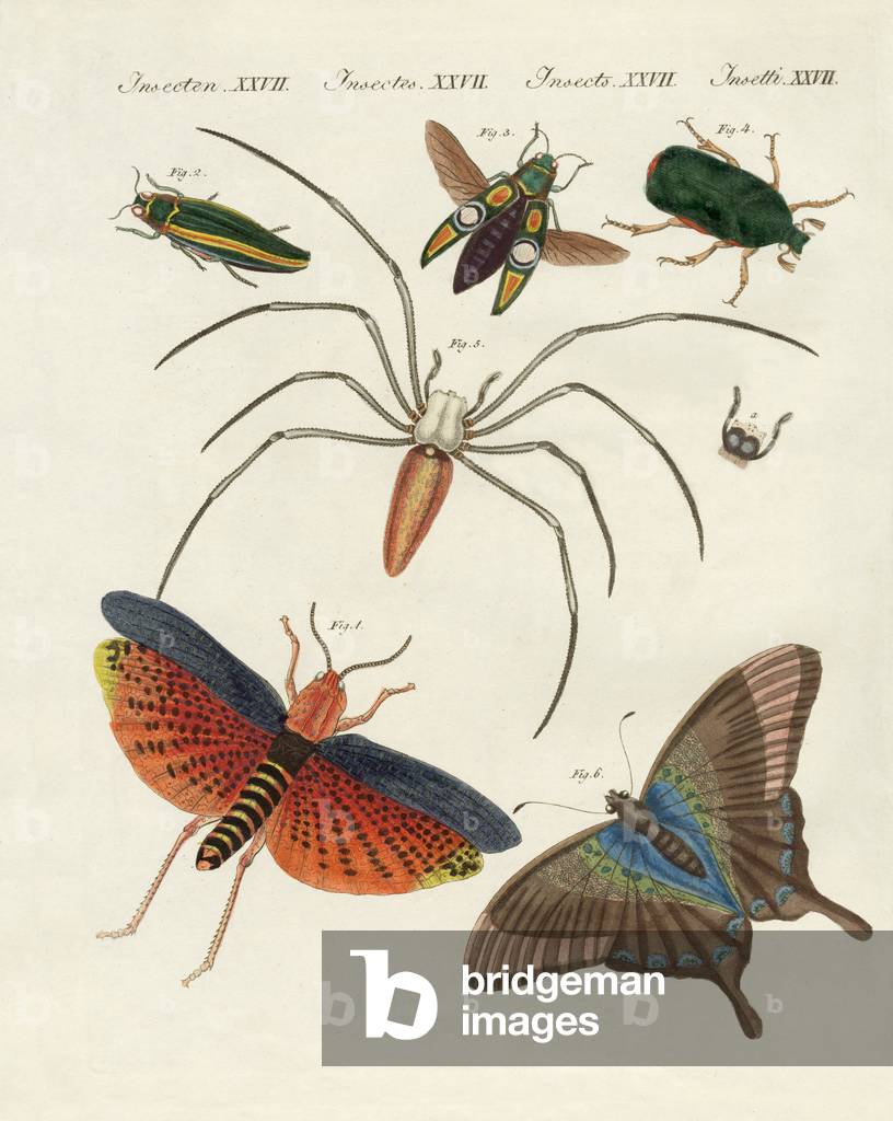 Insetti cinesi (incisione colorata)