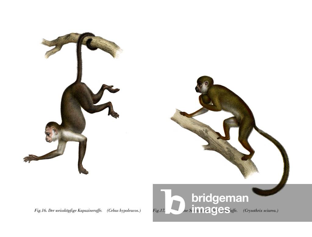 Singe écureuil, 1860 par German School, b/w