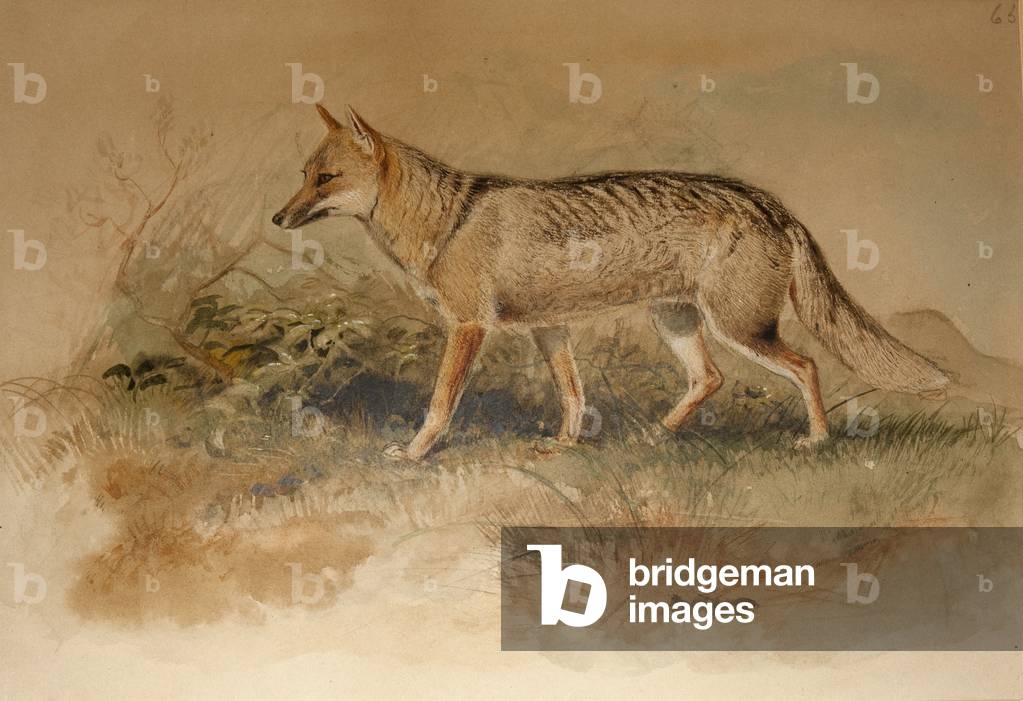 Immagine di Disegno "Azar's Fox - Canis azarae (senza carta)" di Joseph Wolf, b/w