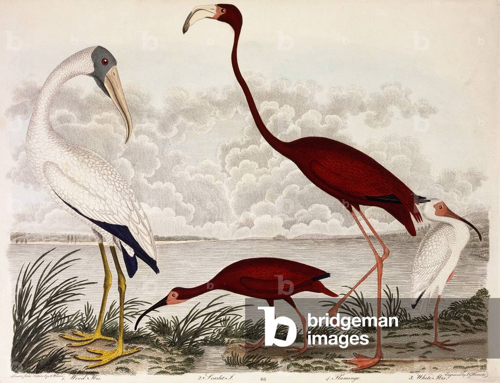 Immagine di Incisione "Wood Ibis", c.1828-1829 di Alexander Wilson, b/w
