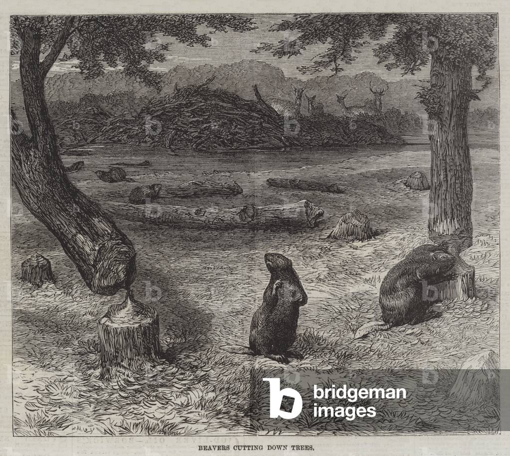 castori che abbattono alberi (incisione)