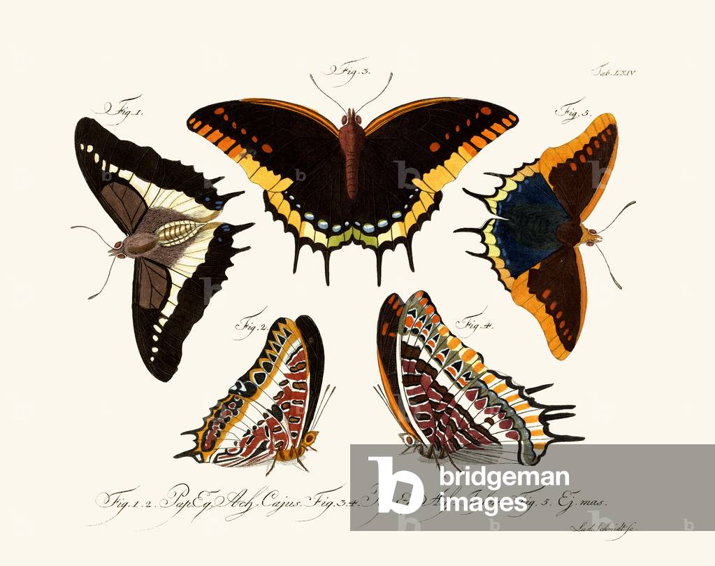 Image of Engraving depicting Butterflies, 1783-1806 by German Artist