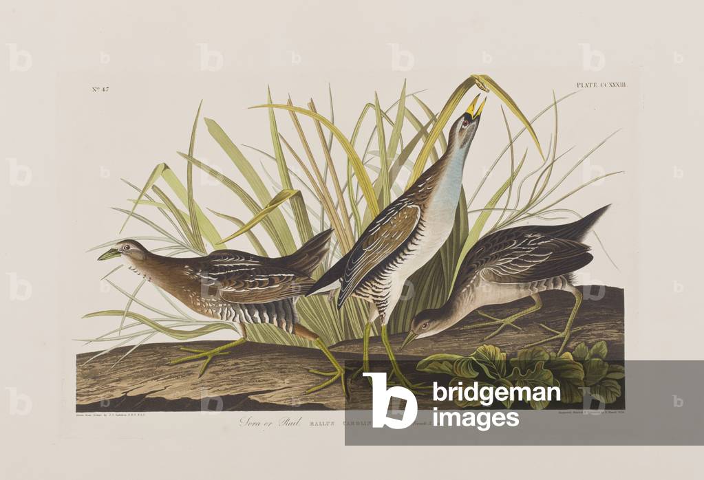 Image de Gravure représentant Illustration de 'Birds of America', 1827-38 par John James Audubon