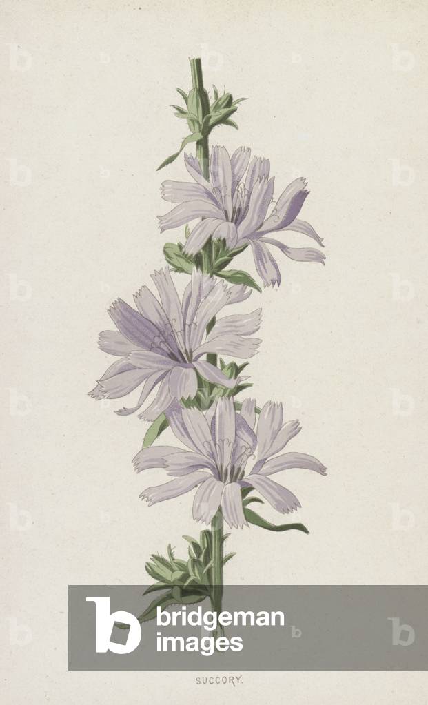 Succory (chromolitho) by Frederick Edward Hulme