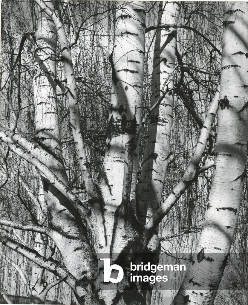Bäume, 1972 (silberfarbener Gelatinendruck)