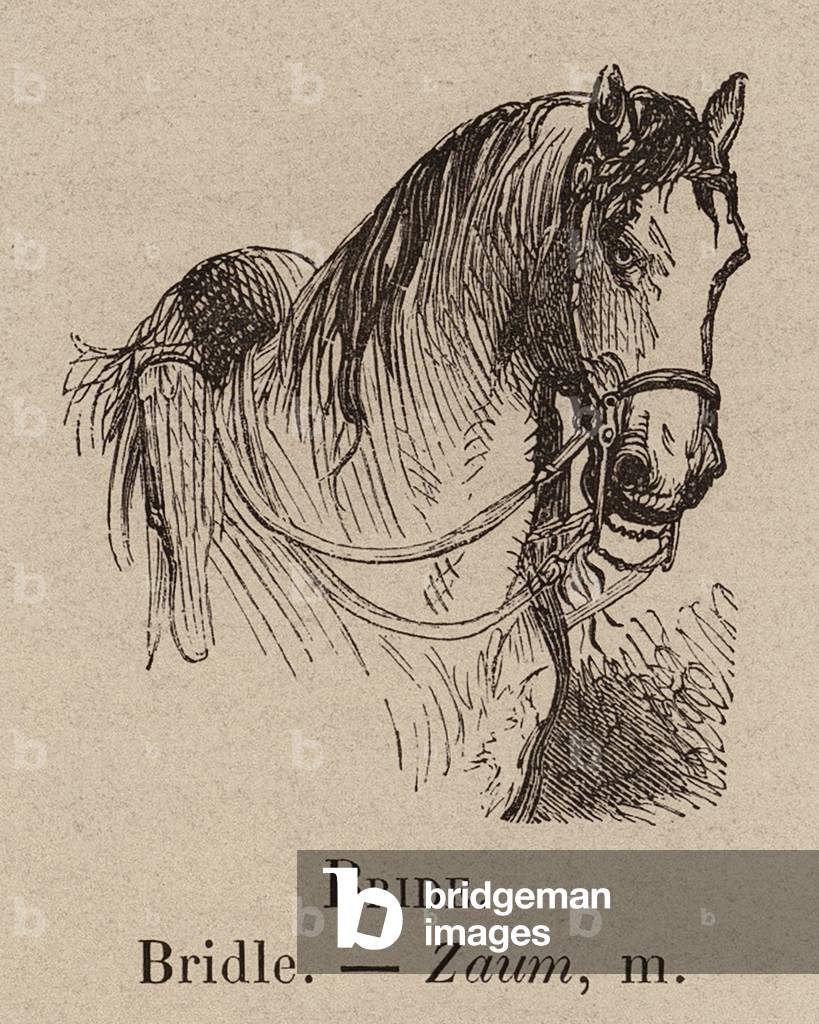 "Le Vocabulaire Illustre: Sposa; Briglia; Zaum (incisione)" 1873 di European School