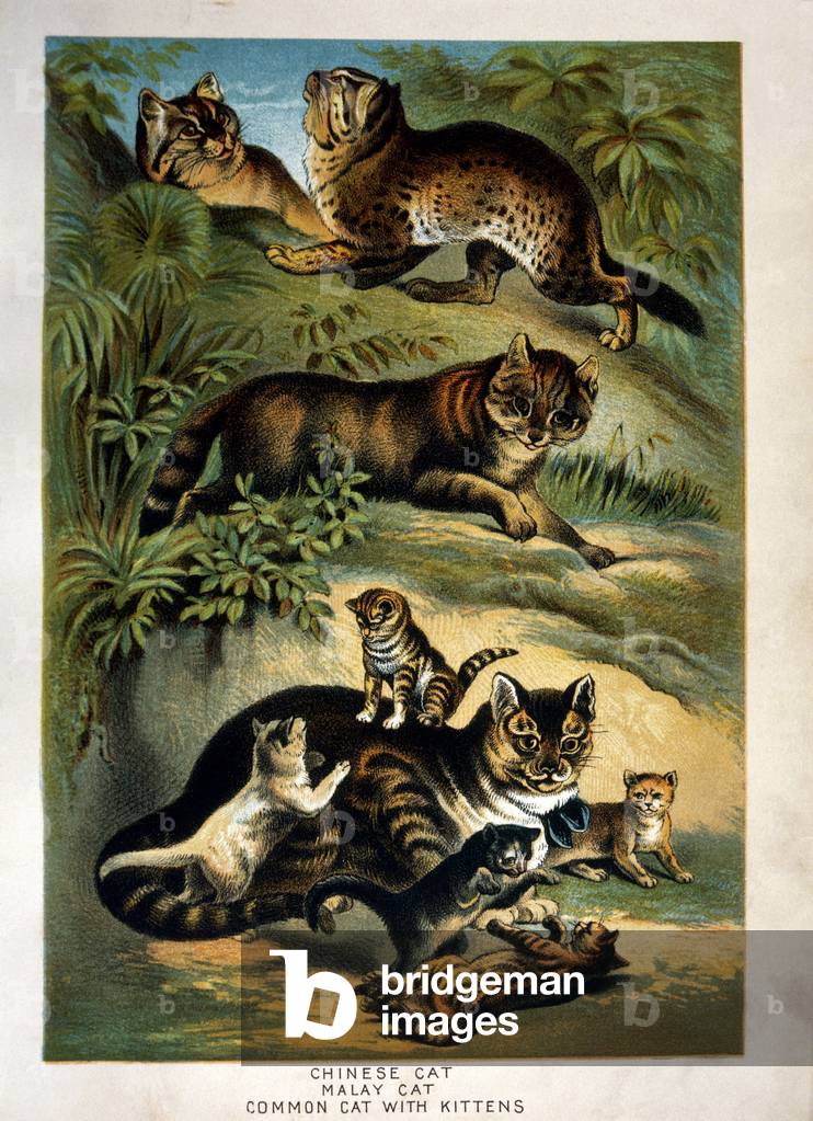 Chinesische Katze, Malaiische Katze und gemeinsame Katze mit Kätzchen, Johnsons Haushaltsbuch der Natur, Chrom