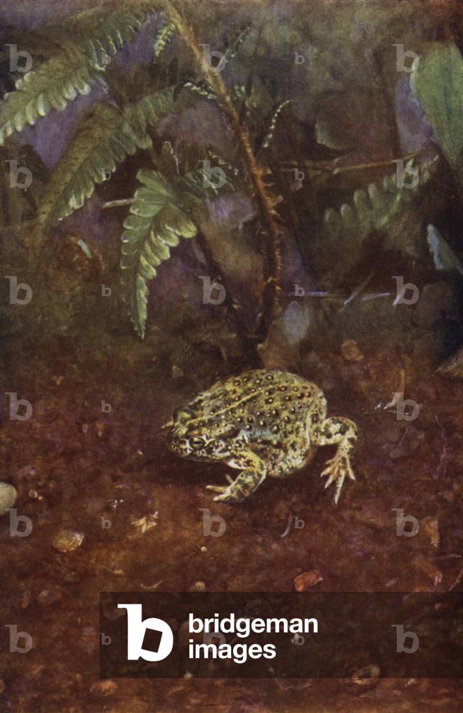 Bild von Fotografie "Die Natterjack Kröte (Foto)" von Richard Kearton