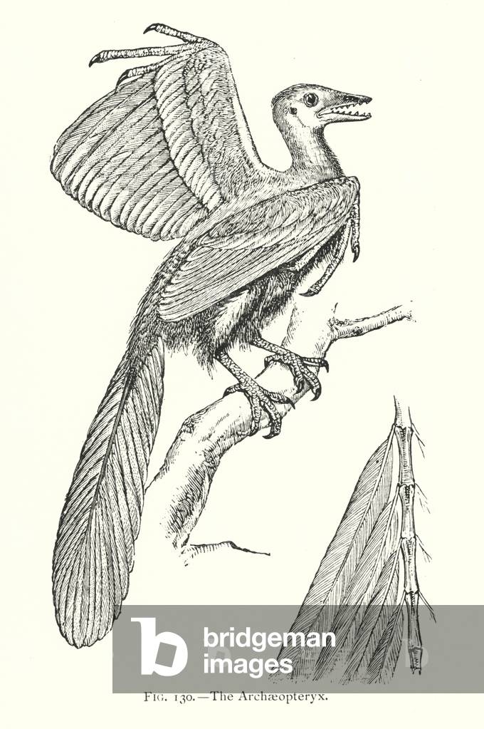 Bild von Druck "Archaeopteryx (litho)" von English School