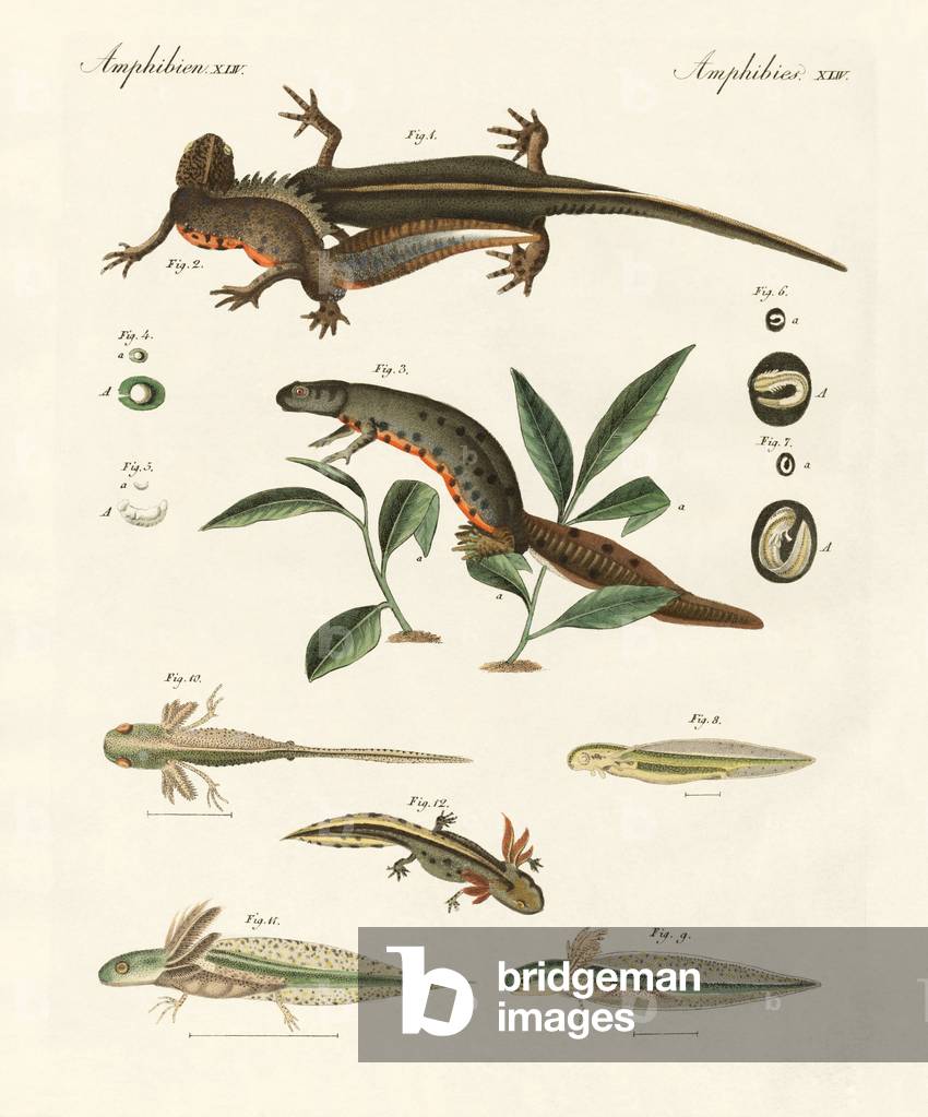 Immagine di Incisione "Storia naturale della salamandra di mare (incisione colorata)" di German School