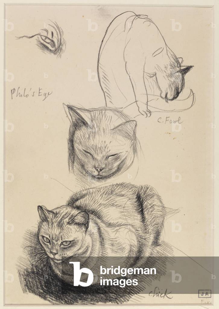 Immagine di Disegno "pulcino studi di gatti matita su carta" di John Aldridge, b/w