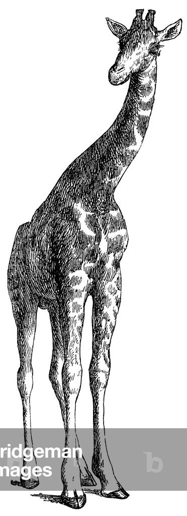 Image de Gravure représentant Girafe, b/w