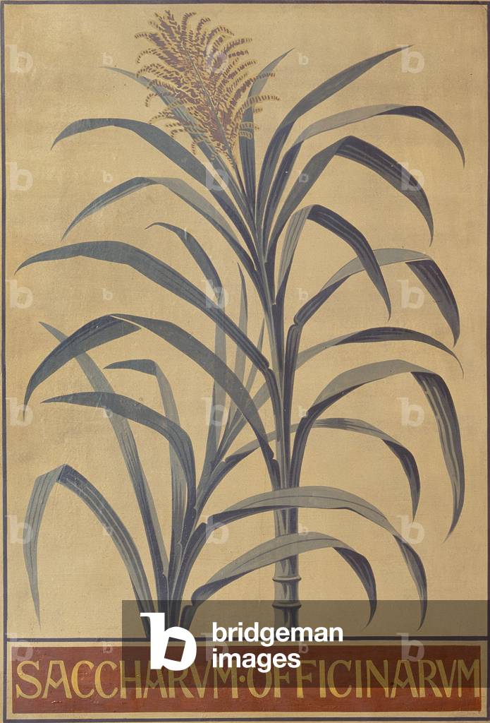 "Saccharum officinarum"